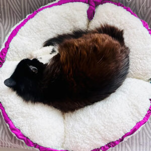 cama gato